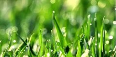 “谷雨无雨后来哭雨”谷雨有“三怕”？